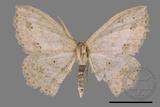 ǦW:Scopula formosana