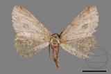 ǦW:Menophra anaplagiata