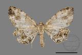 ǦW:Deileptenia rimosaria