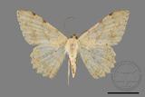 ǦW:Luxiaria costinota