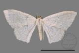 ǦW:Scopula sp.