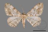 ǦW:Alcis taiwanovariegata