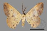 ǦW:Lophobates ochrolaria