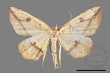 ǦW:Entomopteryx rubridisca