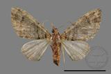 ǦW:Larentiinae sp.