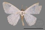 ǦW:Scopula sp.