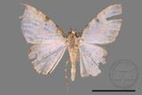 ǦW:Psilalcis albibasis