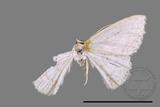 ǦW:Scopula sp.