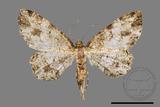 ǦW:Deileptenia rimosaria