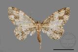 ǦW:Deileptenia rimosaria