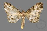 ǦW:Deileptenia rimosaria