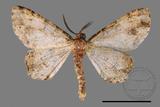 ǦW:Deileptenia rimosaria