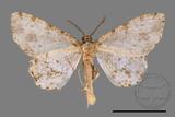 ǦW:Deileptenia rimosaria