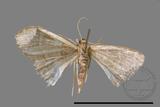 ǦW:Idaea sp.