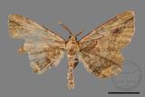 ǦW:Menophra anaplagiata