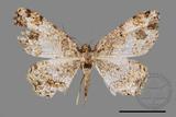 ǦW:Deileptenia rimosaria