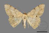 ǦW:Luxiaria costinota