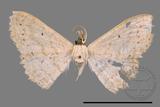 ǦW:Scopula sp.