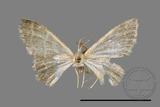 ǦW:Idaea sp.