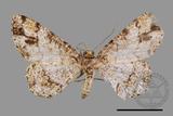 ǦW:Deileptenia rimosaria