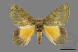 ǦW:Dindica polyphaenaris