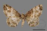 ǦW:Deileptenia rimosaria