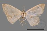 ǦW:Scopula sp.