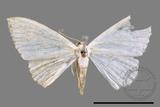 ǦW:Scopula sp.