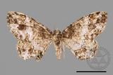 ǦW:Deileptenia rimosaria