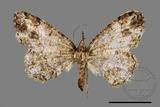 ǦW:Deileptenia rimosaria