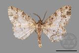 ǦW:Deileptenia rimosaria