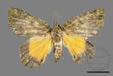 ǦW:Dindica polyphaenaris