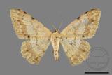 ǦW:Luxiaria costinota