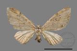 ǦW:Eupithecia sp.