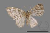 ǦW:Larentiinae sp.