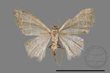 ǦW:Idaea sp.