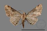 ǦW:Larentiinae sp.