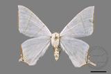 ǦW:Ourapteryx clara formosana