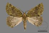 ǦW:Dindica polyphaenaris