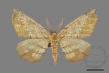 ǦW:Acrodontis aenigma