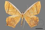 ǦW:Thinopteryx crocoptera assamensis