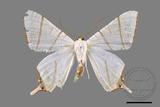 ǦW:Ourapteryx clara formosana