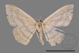 ǦW:Scopula sp.