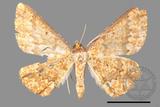 ǦW:Synegia eumeleata