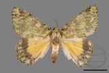 ǦW:Dindica polyphaenaris