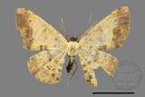 ǦW:Lophobates ochrolaria