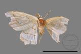 ǦW:Leucobrepsis excisa