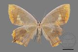 ǦW:Thinopteryx nebulosa