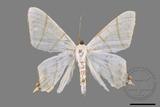 ǦW:Ourapteryx yerburii virescens