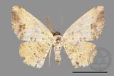 ǦW:Lophobates ochrolaria